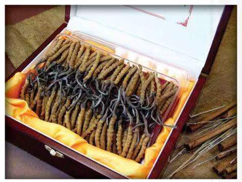 海港冬虫夏草回收